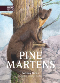 Pine Martens, by Johnny Birks