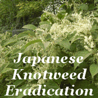 Japanese Knotweed Eradication
