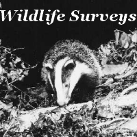 Wildlife Surveys